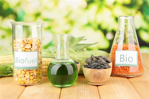  Apricot Kernels for Innovative Biofuel Production and Sustainable Pharmaceutical Applications!