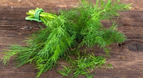 Dried Dill: Exploring Its Culinary and Medicinal Potential for Modern Food Applications!