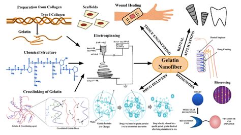  Gelatin: An Unsung Hero of Biomedical Engineering and Drug Delivery!