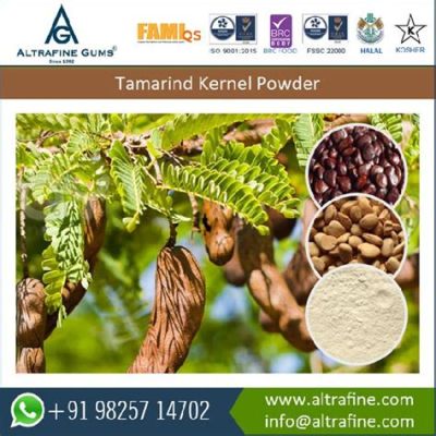 Tamarind Seed Gum: An Unsung Hero for Food Thickeners and Pharmaceutical Excipients!